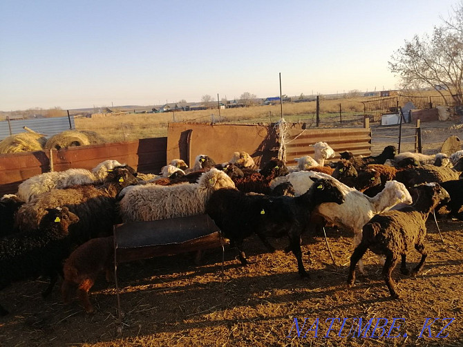 Sheep rams for meat Kostanay - photo 1