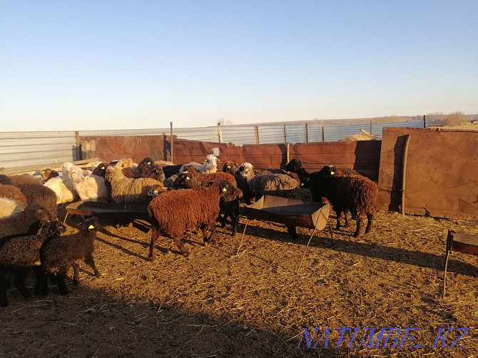 Sheep rams for meat Kostanay - photo 3