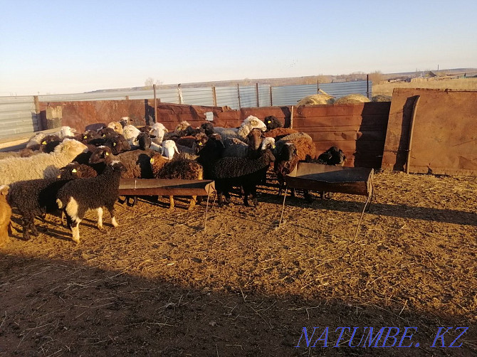 Sheep rams for meat Kostanay - photo 2