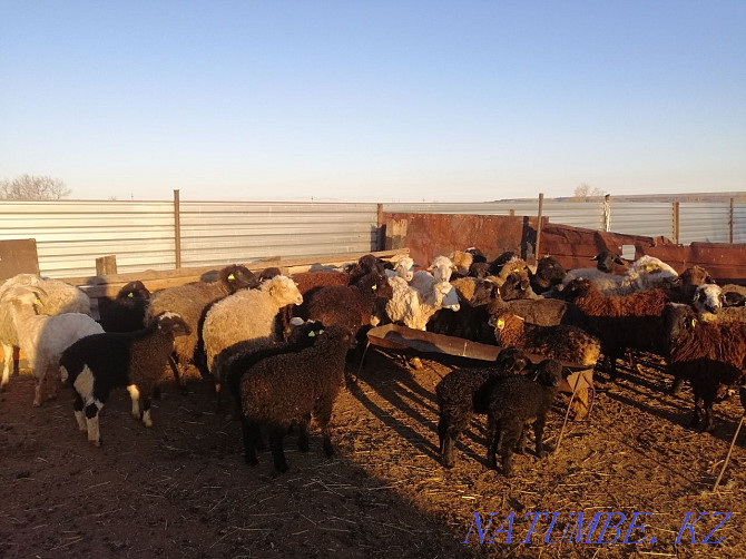 Sheep rams for meat Kostanay - photo 4