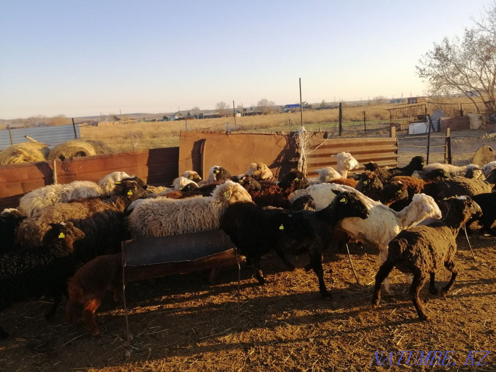 Sheep rams for meat Kostanay - photo 1