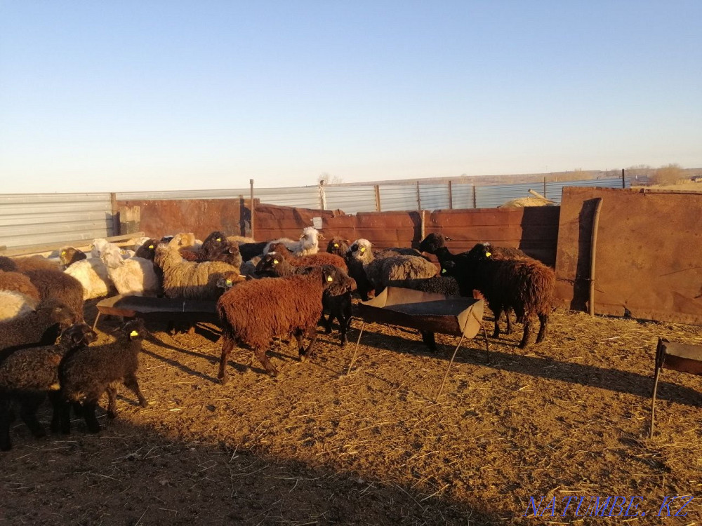 Sheep rams for meat Kostanay - photo 3