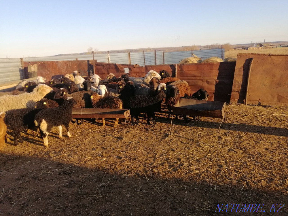 Sheep rams for meat Kostanay - photo 2
