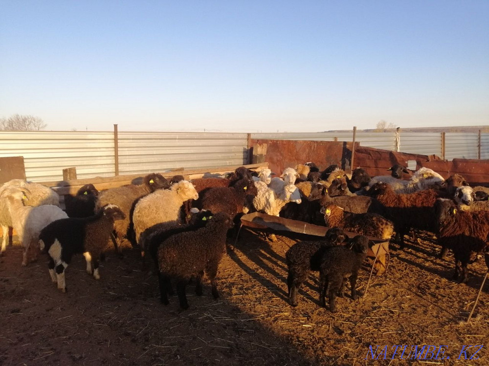 Sheep rams for meat Kostanay - photo 4