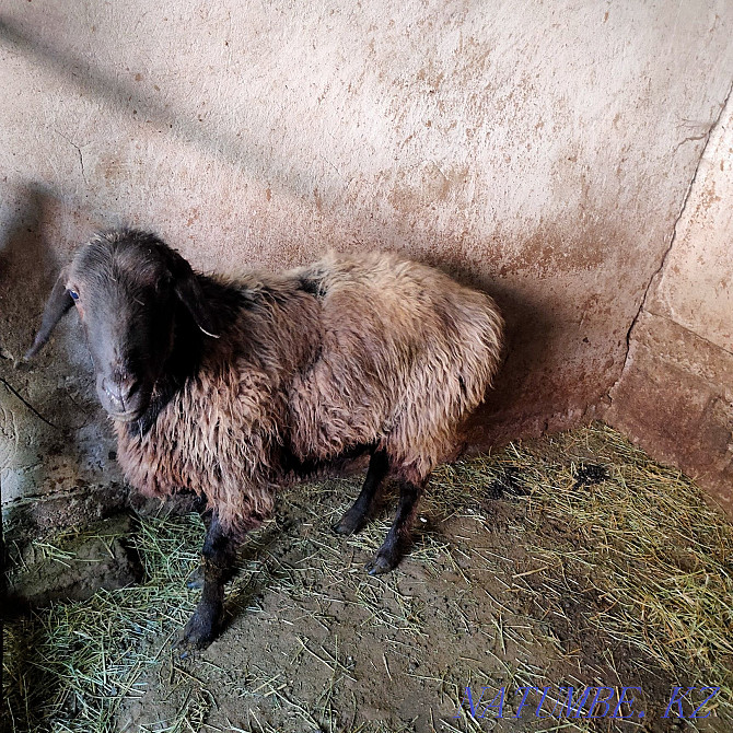ram (sheep) for sale Талас - photo 2