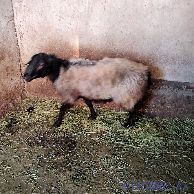 ram (sheep) for sale Талас - photo 4