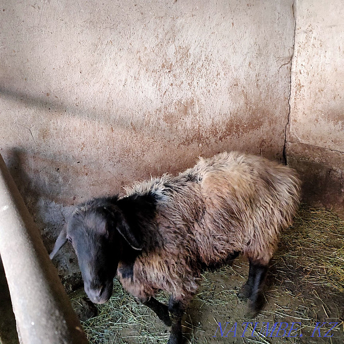 ram (sheep) for sale Талас - photo 3