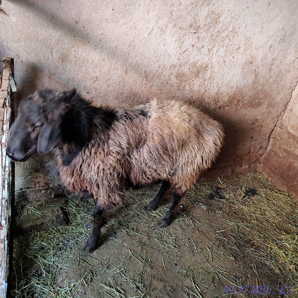 ram (sheep) for sale Талас - photo 1