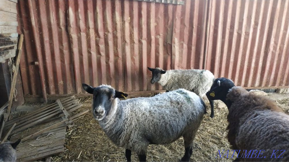 Roman sheep  - photo 1