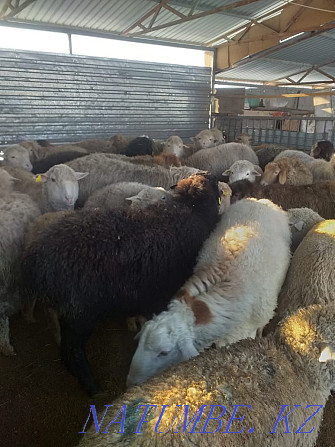 That?tylar,?oilar. Sheep rams large assortment Almaty - photo 1