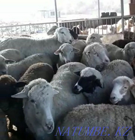 ?oilar, then?tylar (Sheep, rams) Кыргауылды - photo 3