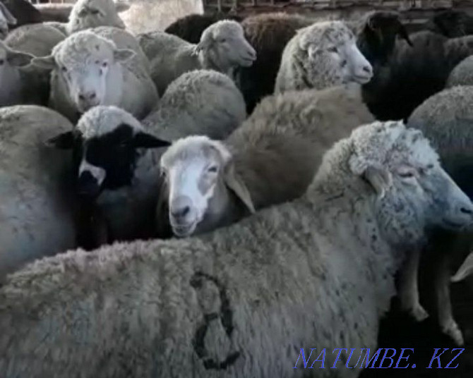 ?ойлар, то?тылар (Овцы, бараны) Кыргауылды - изображение 2