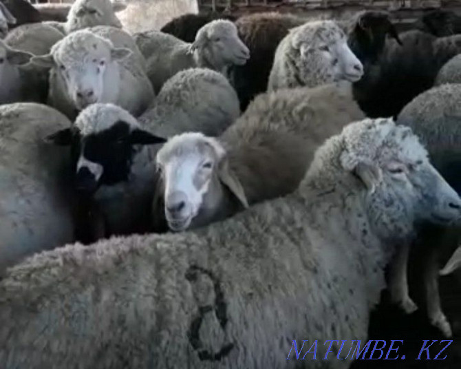 ?oilar, then?tylar (Sheep, rams) Кыргауылды - photo 2