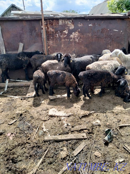 ?osh?ar ?oy ?ozylar / rams sheep lambs Rudnyy - photo 1