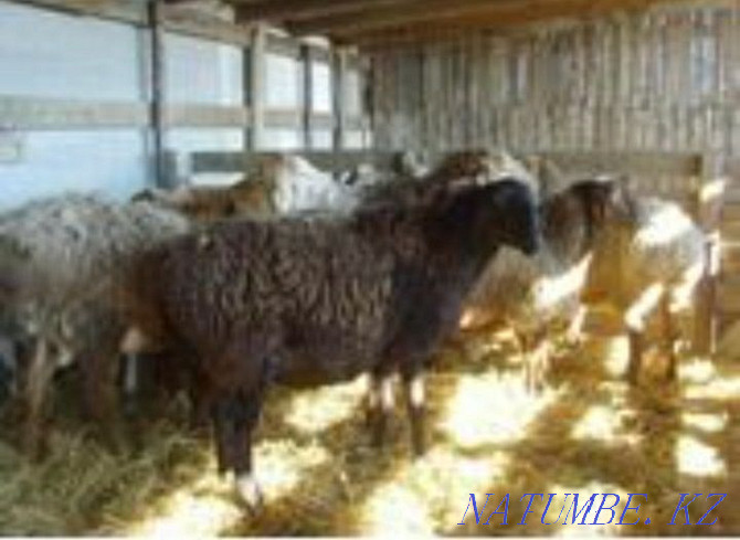 ?oilar satylady. Rams, sheep Байсерке - photo 1