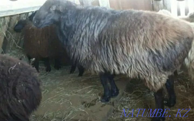 ?oilar satylady. Rams, sheep Байсерке - photo 2