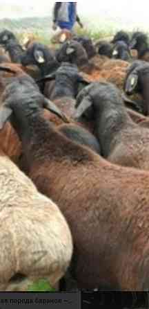 Все виды овцы бараны токтушки продаётся. гАлматы Almaty