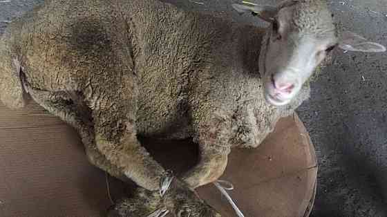 Все виды овцы бараны токтушки продаётся. гАлматы  Алматы