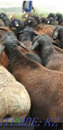 Все виды овцы бараны токтушки продаётся. гАлматы Алматы - изображение 2