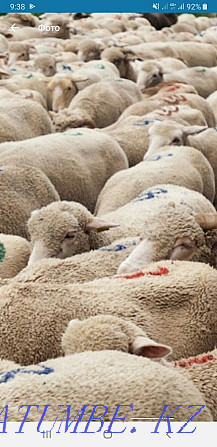 Все виды овцы бараны токтушки продаётся. гАлматы Алматы - изображение 1