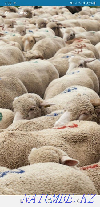 All kinds of sheep rams toktushki are for sale. Almaty city Almaty - photo 1