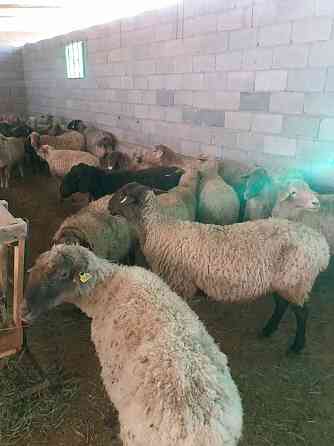 Баран овцы токтушки молодняк продаётся в городе.гАлматы  Алматы