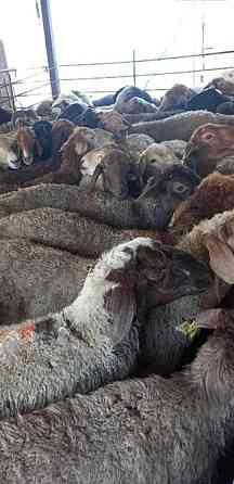 Баран овцы токтушки молодняк продаётся в городе.гАлматы  Алматы
