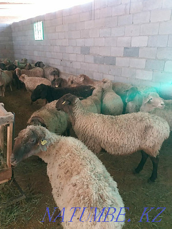 Баран овцы токтушки молодняк продаётся в городе.гАлматы Алматы - изображение 4