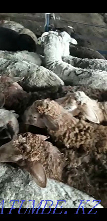 Баран овцы токтушки молодняк продаётся в городе.гАлматы Алматы - изображение 3