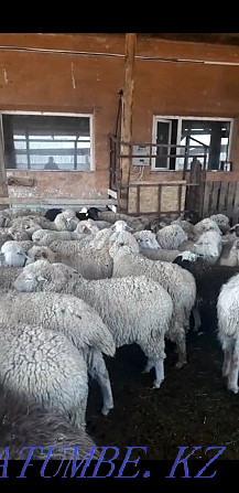 Баран овцы токтушки молодняк продаётся в городе.гАлматы Алматы - изображение 2