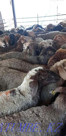 Баран овцы токтушки молодняк продаётся в городе.гАлматы Алматы - изображение 1