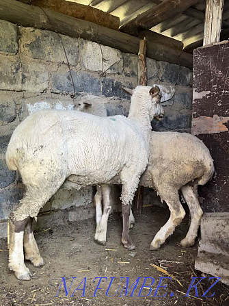 ?oy / rams / sheep / semiz ?oy / Ram / Almaty - photo 3