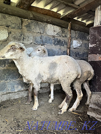 ?oy / rams / sheep / semiz ?oy / Ram / Almaty - photo 1
