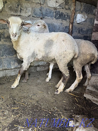 ?oy / rams / sheep / semiz ?oy / Ram / Almaty - photo 2