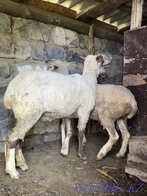 ?ой / қошқарлар / қойлар / семиз ?ой / Қошқар /  Алматы - изображение 3