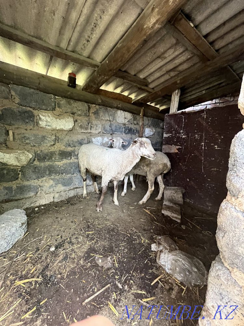 ?ой / қошқарлар / қойлар / семиз ?ой / Қошқар /  Алматы - изображение 4