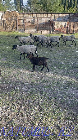 Romanov sheep Taldykorgan - photo 2