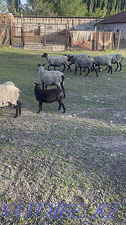 Romanov sheep Taldykorgan - photo 1