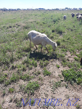 ?oops, sheep, lamb Kostanay - photo 1