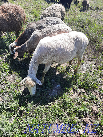 ?oops, sheep, lamb Kostanay - photo 2