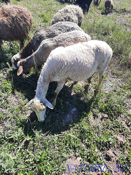 ?oops, sheep, lamb Kostanay - photo 2
