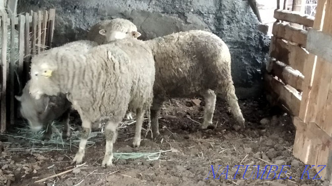 Oh, tokty satam. Sheep . Qaskeleng - photo 2