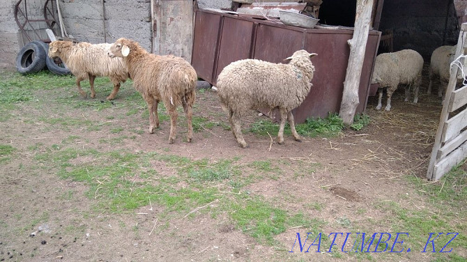 Oh, tokty satam. Sheep . Qaskeleng - photo 3