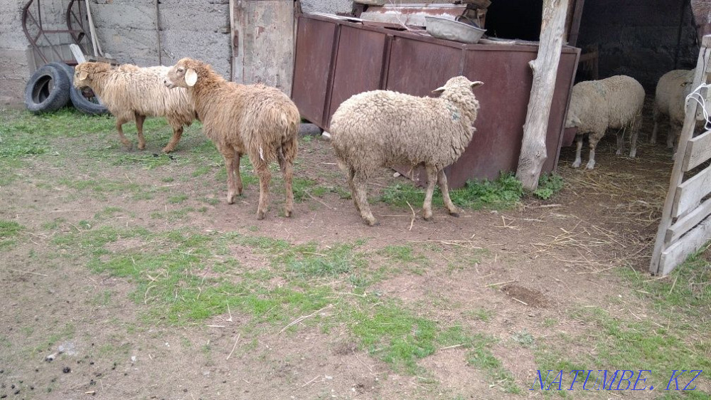 Oh, tokty satam. Sheep . Qaskeleng - photo 3