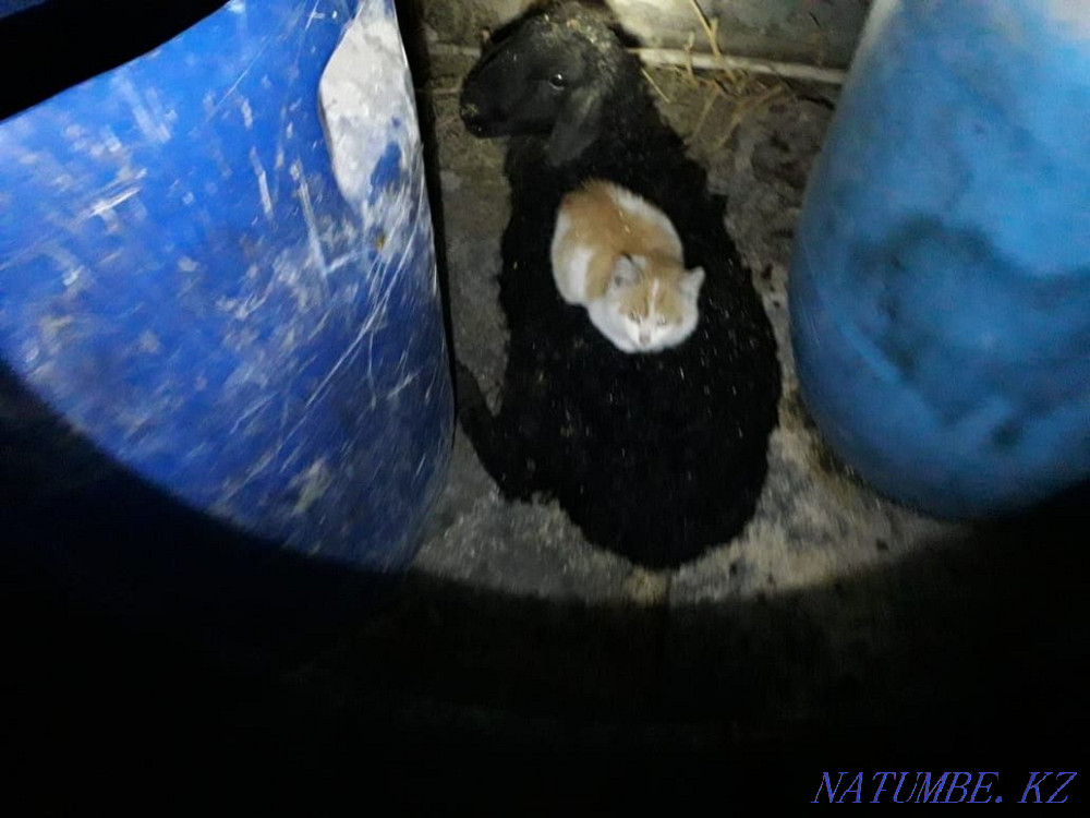 SHEEP FOR SALE!!! Wholesale and Retail!!!  - photo 1