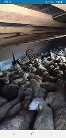 Бараны кой овцы токтушки продаётся в городе. Бесплатная доставк Almaty