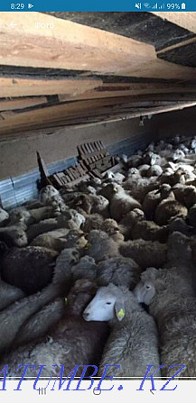 Бараны кой овцы токтушки продаётся в городе. Бесплатная доставк Алматы - изображение 1
