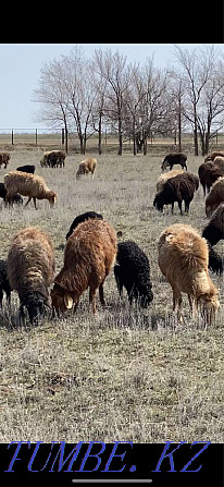 Овцы с ягнятами Уральск - изображение 2