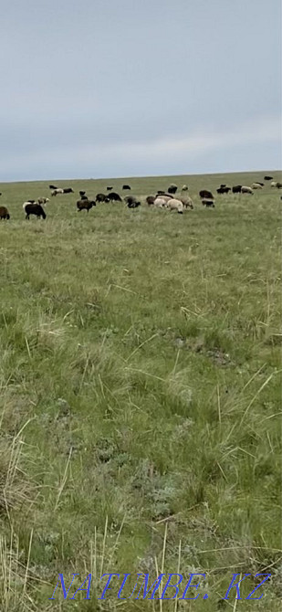Овцы с ягнятами Уральск - изображение 3