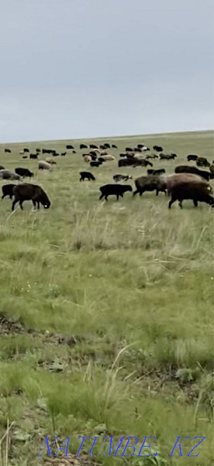 Овцы с ягнятами Уральск - изображение 4